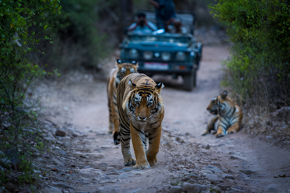 JAIPUR - RANTHAMBHORE WILDLIFE TOUR- 03 Nights & 04 Days